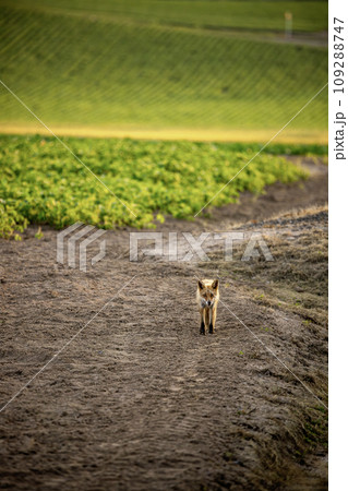 夕暮れ時のキタキツネ 109288747