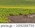 夕暮れ時のキタキツネ 109288750