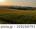 夕暮れの美瑛の畑 109288791
