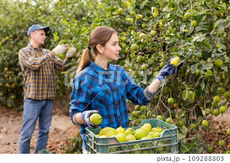 Delighted farmers picking lemons in fruit farm Delighted farmers picking lemons in fruit farm 109288803