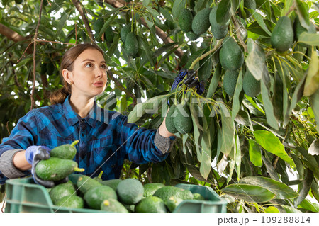 Positive farmer woman picking avocados in garden 109288814