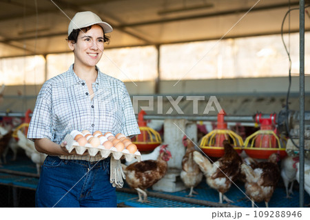 Smiling adult latin woman in plaid shirt and cap collecting eggs in chicken  109288946