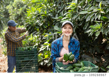 Smiling farmers picking avocados in fruit farm 109288987