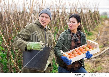 Man and woman in vegetable garden 109289025