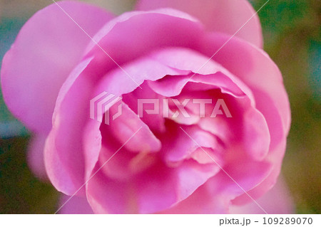 桃色サザンカ 桃色サザンカ 109289070