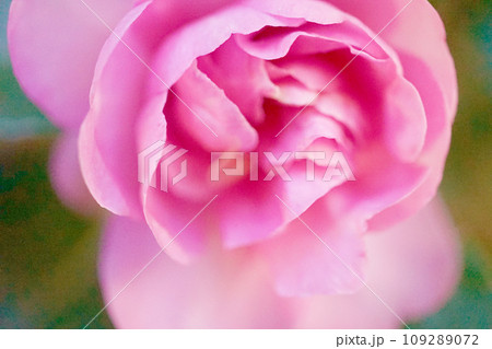 桃色サザンカ 桃色サザンカ 109289072