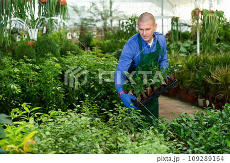 Florist man engaged in cultivation of plants in greenhouse Florist man engaged in cultivation of plants in greenhouse 109289164
