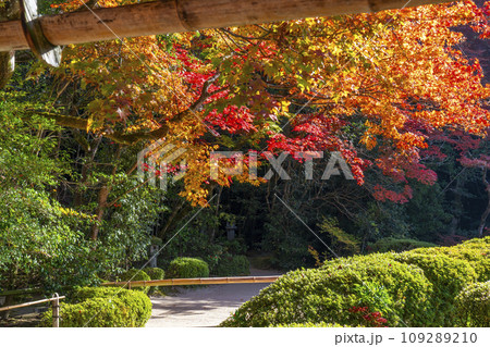 秋の京都　詩仙堂　紅葉が色づく庭園 109289210