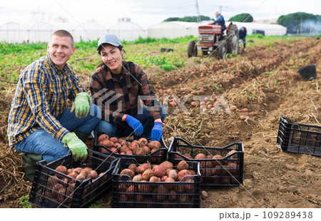 Man and woman with crop of potatoes on plantation Man and woman with crop of potatoes on plantation 109289438