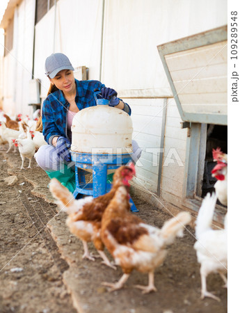 Hired female worker repairing chicken feeders in poultry farm 109289548