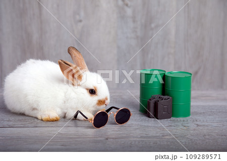Close up White young adorable bunny sitting with green metal fuel oil tank and gallon Close up White young adorable bunny sitting with green metal fuel oil tank and gallon 109289571
