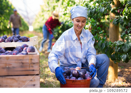 Woman gardener during harvesting of plums at plantation1 Woman gardener during harvesting of plums at plantation1 109289572