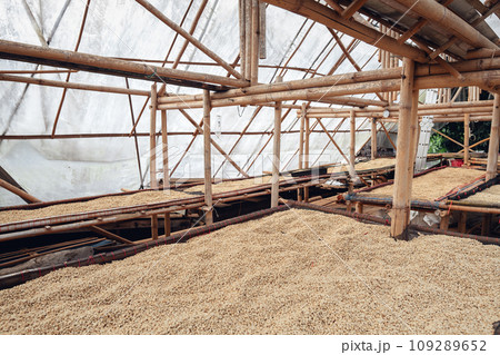 Dried coffee beans,Coffee beans are dried in a greenhouse. 109289652