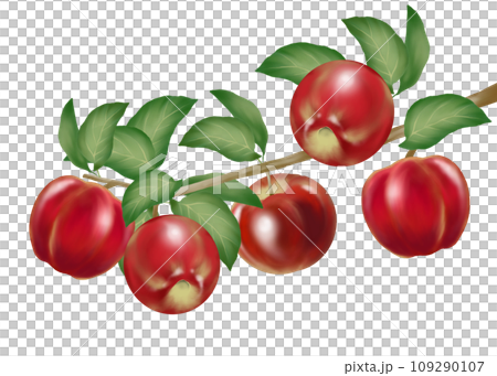 Illustration of apple tree branch Illustration of apple tree branch 109290107