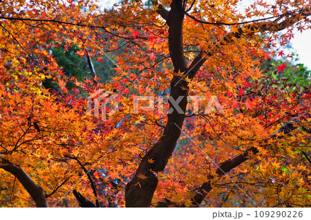 紅葉真っ盛りのランドマーク 紅葉真っ盛りのランドマーク 109290226