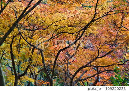 紅葉真っ盛りのランドマーク 109290228
