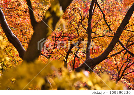 紅葉真っ盛りのランドマーク 109290230