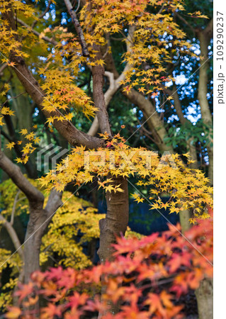 紅葉真っ盛りのランドマーク 紅葉真っ盛りのランドマーク 109290237
