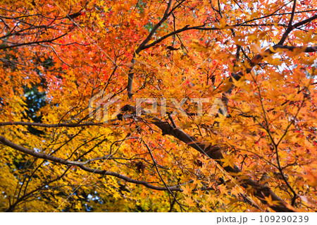 紅葉真っ盛りのランドマーク 紅葉真っ盛りのランドマーク 109290239