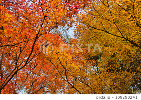 紅葉真っ盛りのランドマーク 紅葉真っ盛りのランドマーク 109290241
