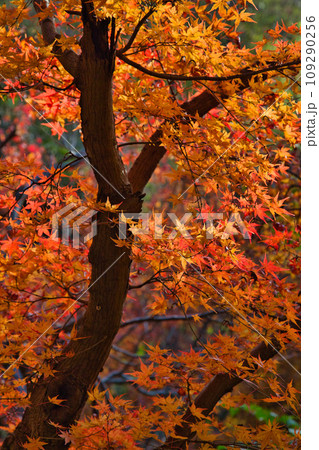 紅葉真っ盛りのランドマーク 紅葉真っ盛りのランドマーク 109290256