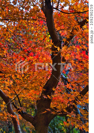 紅葉真っ盛りのランドマーク 紅葉真っ盛りのランドマーク 109290259