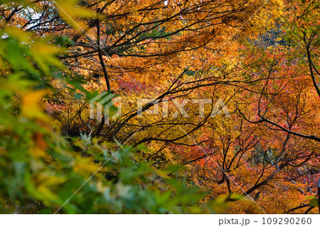 紅葉真っ盛りのランドマーク 109290260