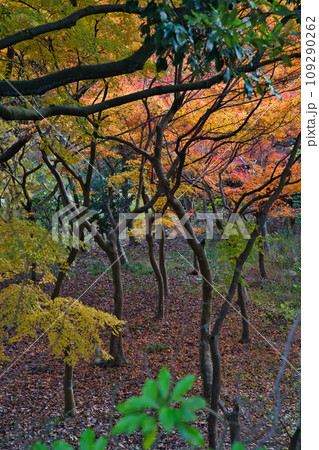 紅葉真っ盛りのランドマーク 紅葉真っ盛りのランドマーク 109290262