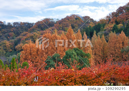 紅葉真っ盛りのランドマーク 109290295