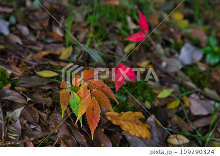 紅葉真っ盛りのランドマーク 109290324
