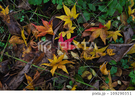 紅葉真っ盛りのランドマーク 紅葉真っ盛りのランドマーク 109290351