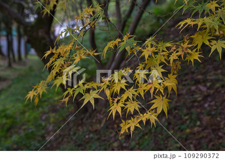 紅葉真っ盛りのランドマーク 紅葉真っ盛りのランドマーク 109290372