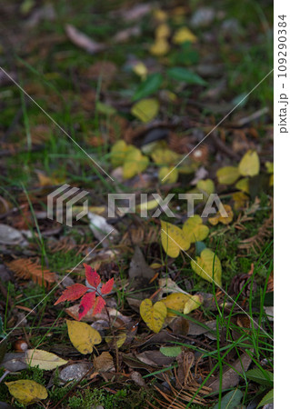 紅葉真っ盛りのランドマーク 紅葉真っ盛りのランドマーク 109290384