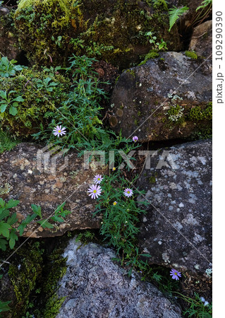 White chrysanthemum isolated on garden backgrounds. 109290390