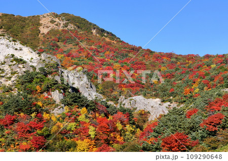 福島県福島市 高湯温泉と土湯峠を結ぶ磐梯吾妻スカイラインのカモシカ沢付近の紅葉 福島県福島市 高湯温泉と土湯峠を結ぶ磐梯吾妻スカイラインのカモシカ沢付近の紅葉 109290648