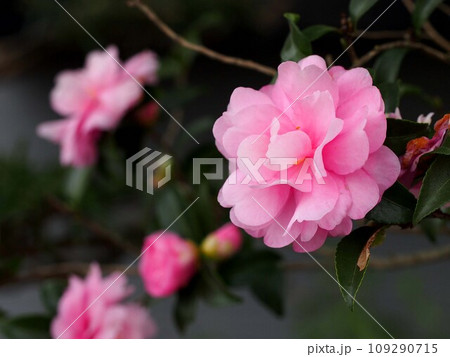 ピンクのサザンカ（乙女山茶花の花） 109290715