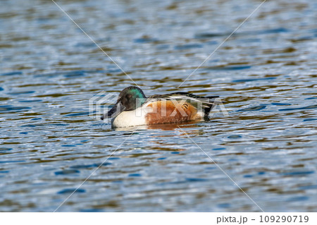 池を泳ぐハシビロガモ 池を泳ぐハシビロガモ 109290719