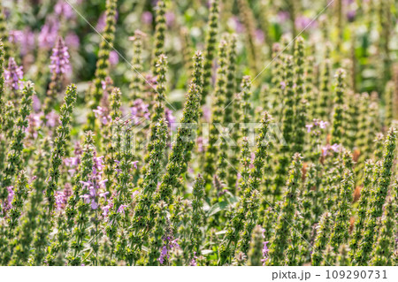 Close up of stachys officinalis, Betonica officinalis foliage. Close up of stachys officinalis, Betonica officinalis foliage. 109290731