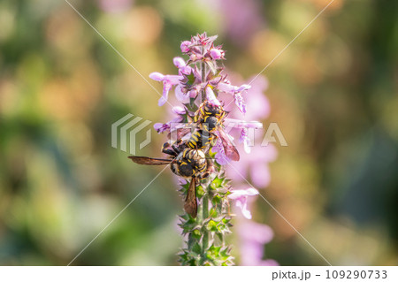 A bee collects pollen on Purple Betony flowers or Betony, Wood Betony, Bishopwort, Bishop's Wort. A bee collects pollen on Purple Betony flowers or Betony, Wood Betony, Bishopwort, Bishop's Wort. 109290733