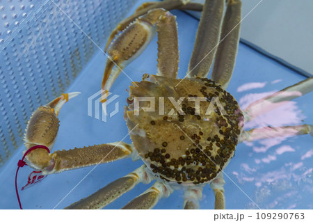 水槽の中の松葉ガニ 賀露港 109290763
