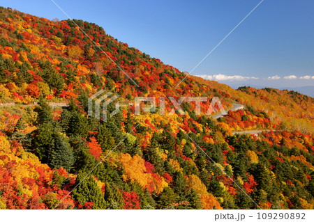 福島県福島市　高湯温泉と土湯峠を結ぶ磐梯吾妻スカイラインの乙女沢付近の紅葉 109290892