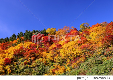 福島県福島市　高湯温泉と土湯峠を結ぶ磐梯吾妻スカイラインの乙女沢付近の紅葉 109290913