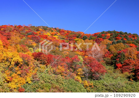 福島県福島市　高湯温泉と土湯峠を結ぶ磐梯吾妻スカイラインの乙女沢付近の紅葉 109290920