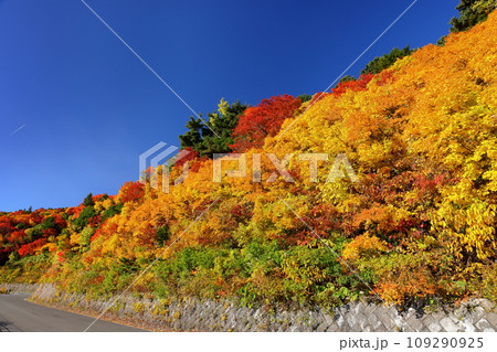 福島県福島市　高湯温泉と土湯峠を結ぶ磐梯吾妻スカイラインの乙女沢付近の紅葉 109290925