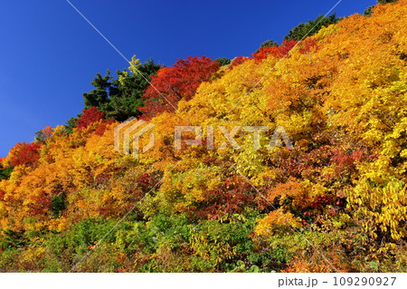 福島県福島市　高湯温泉と土湯峠を結ぶ磐梯吾妻スカイラインの乙女沢付近の紅葉 109290927