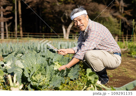 野菜を収穫する男性 野菜を収穫する男性 109291135