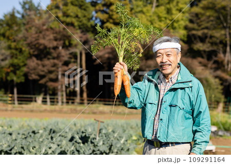 野菜を収穫する男性 野菜を収穫する男性 109291164