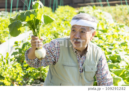 畑仕事をする高齢の男性 109291282