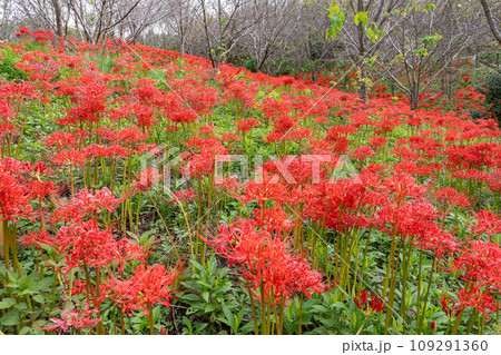 宝山湖公園の曼珠沙華 109291360