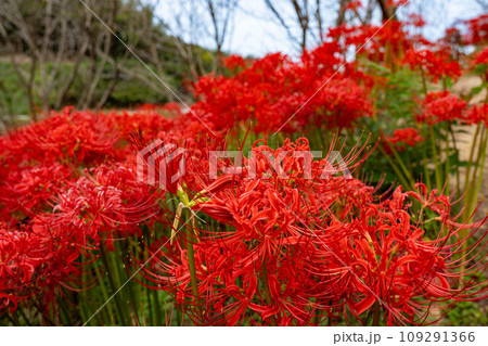 宝山湖公園の曼珠沙華アップ 109291366